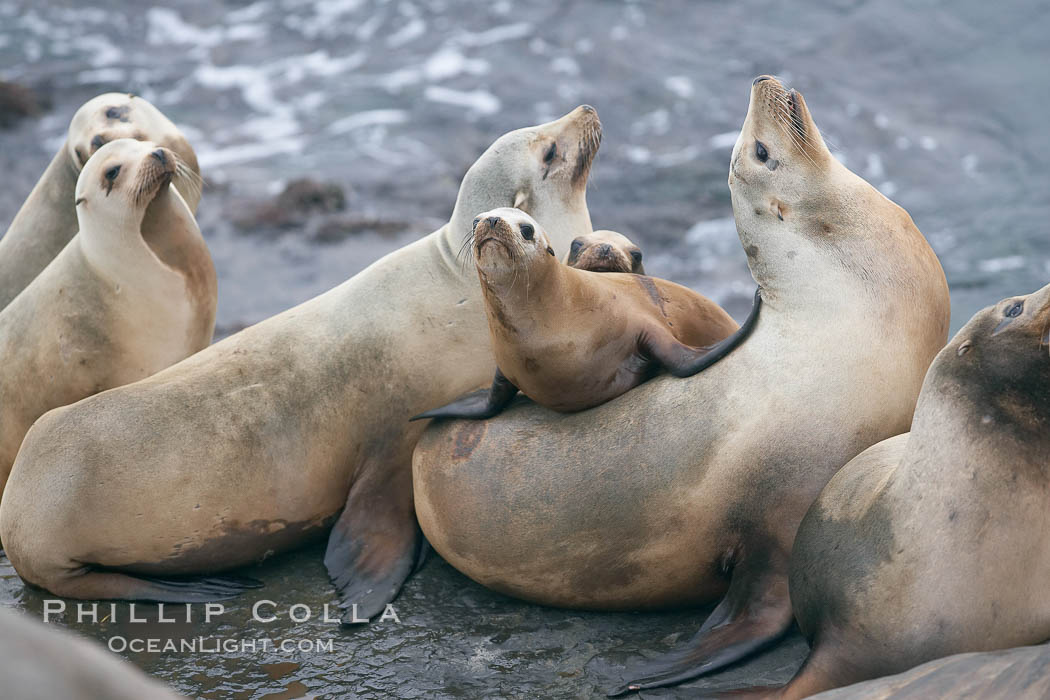 California sea lions hauled out on rocks beside the ocean. La Jolla, USA, Zalophus californianus, natural history stock photograph, photo id 20134