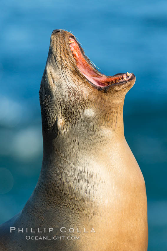 California sea lion, La Jolla. USA, Zalophus californianus, natural history stock photograph, photo id 34290