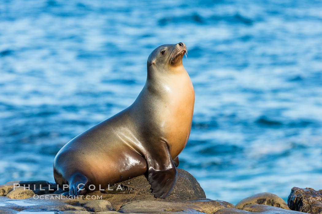 California sea lion, La Jolla. USA, Zalophus californianus, natural history stock photograph, photo id 34306