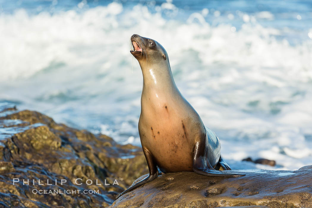 California sea lion, La Jolla. USA, Zalophus californianus, natural history stock photograph, photo id 34318
