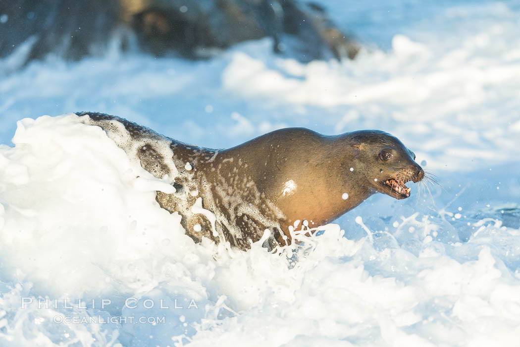 California sea lion in breaking wave and whitewater foam, La Jolla. USA, Zalophus californianus, natural history stock photograph, photo id 34280