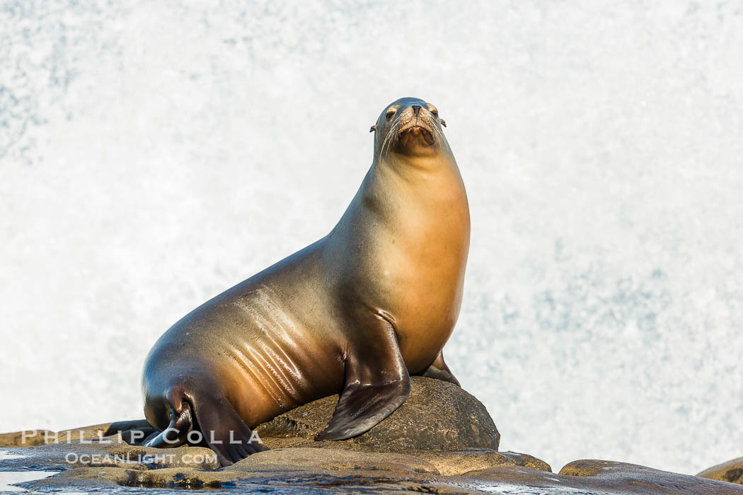 California sea lion, La Jolla., Zalophus californianus, natural history stock photograph, photo id 34284
