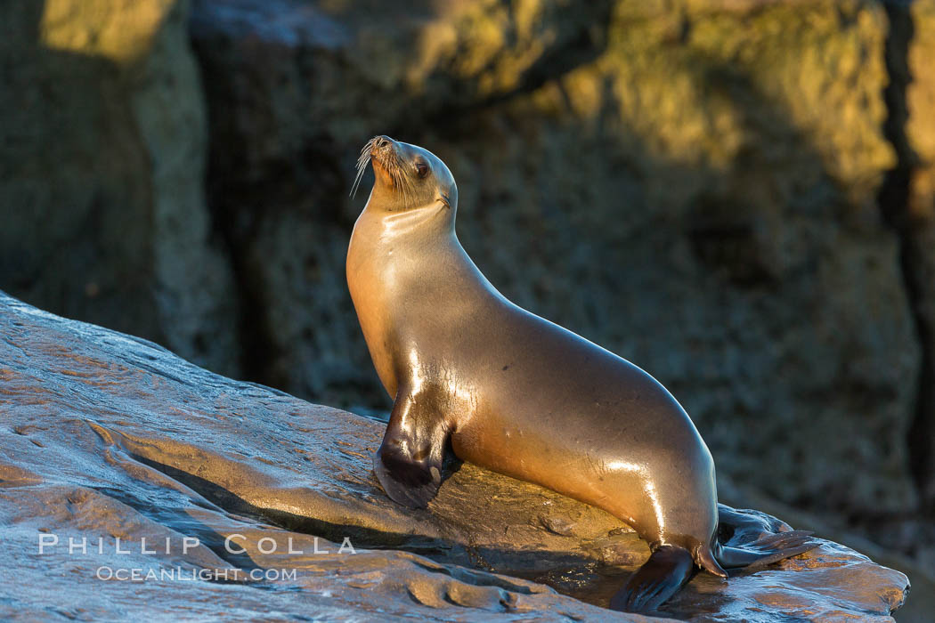 California sea lion, La Jolla. USA, Zalophus californianus, natural history stock photograph, photo id 34300