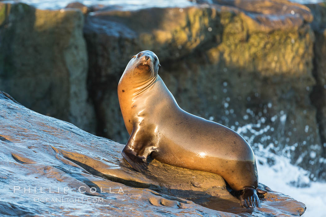 California sea lion, La Jolla. USA, Zalophus californianus, natural history stock photograph, photo id 34320