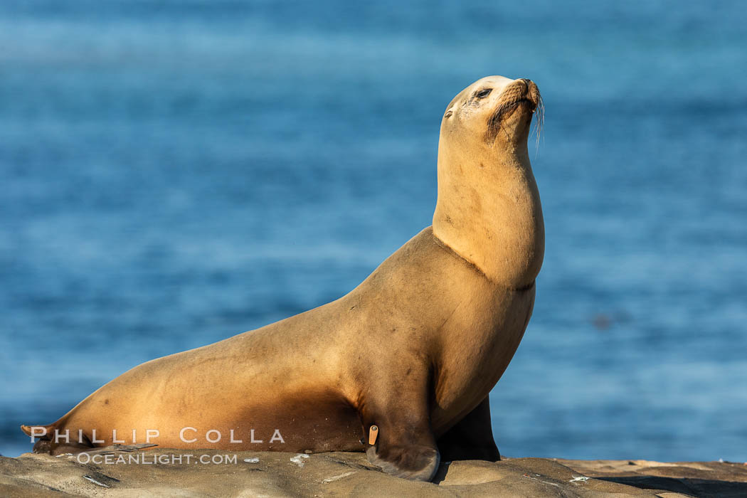 California sea lion wounded from entanglement in fishing line, La Jolla, Zalophus californianus California sea lion wounded from entanglement in fishing line, La Jolla, Zalophus californianus