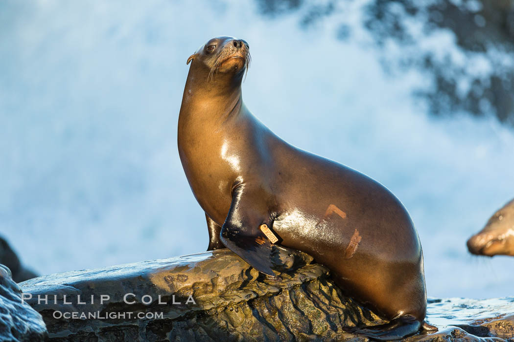 California sea lion, La Jolla. USA, Zalophus californianus, natural history stock photograph, photo id 34279