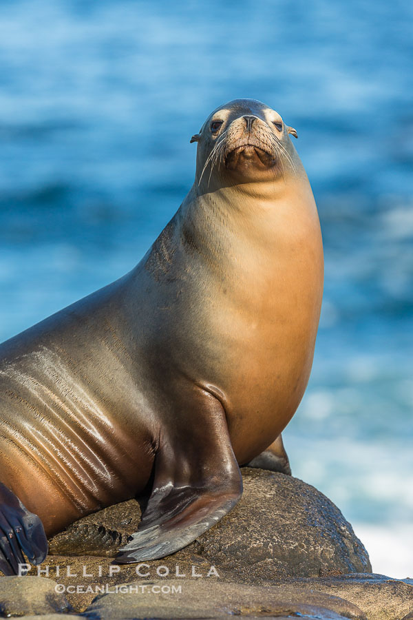 California sea lion, La Jolla., Zalophus californianus, natural history stock photograph, photo id 34283