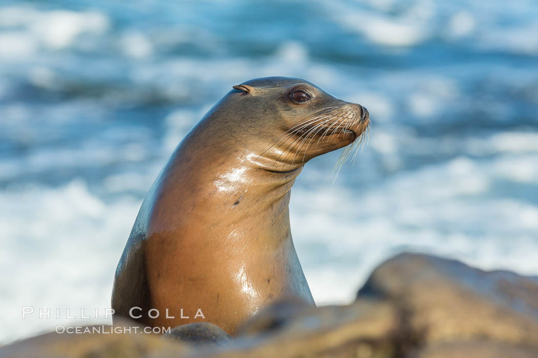 California sea lion, La Jolla. USA, Zalophus californianus, natural history stock photograph, photo id 34299