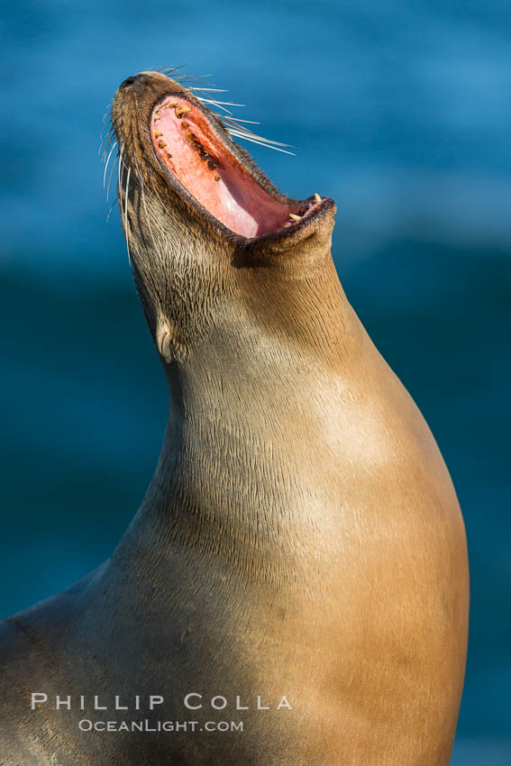 California sea lion, La Jolla. USA, Zalophus californianus, natural history stock photograph, photo id 34323