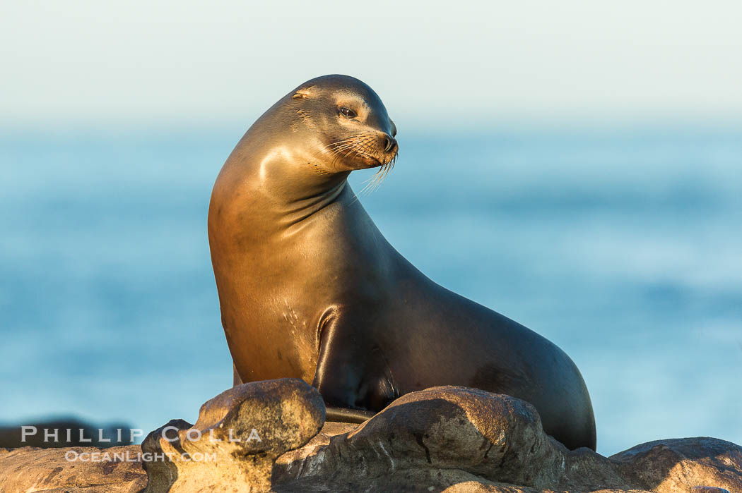 California sea lion, La Jolla., Zalophus californianus, natural history stock photograph, photo id 34277