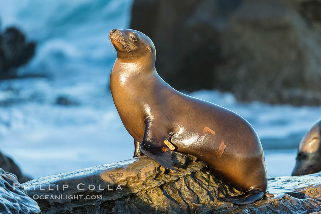 California sea lion, La Jolla. USA, Zalophus californianus, natural history stock photograph, photo id 34281