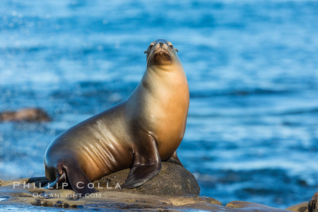 California sea lion, La Jolla., Zalophus californianus, natural history stock photograph, photo id 34285