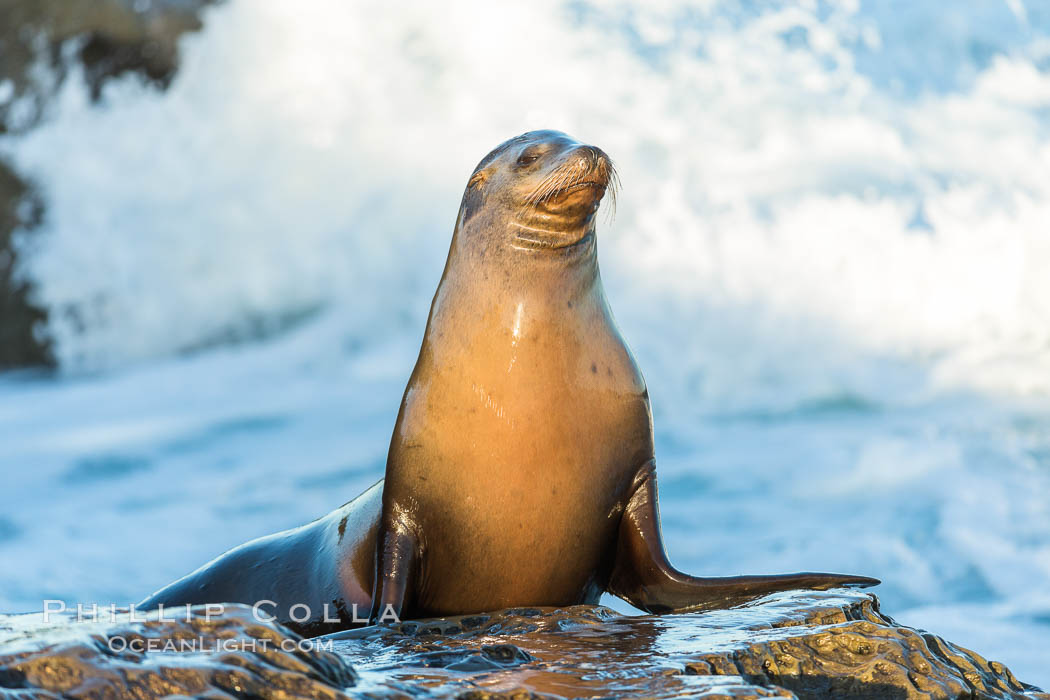 California sea lion, La Jolla. USA, Zalophus californianus, natural history stock photograph, photo id 34289