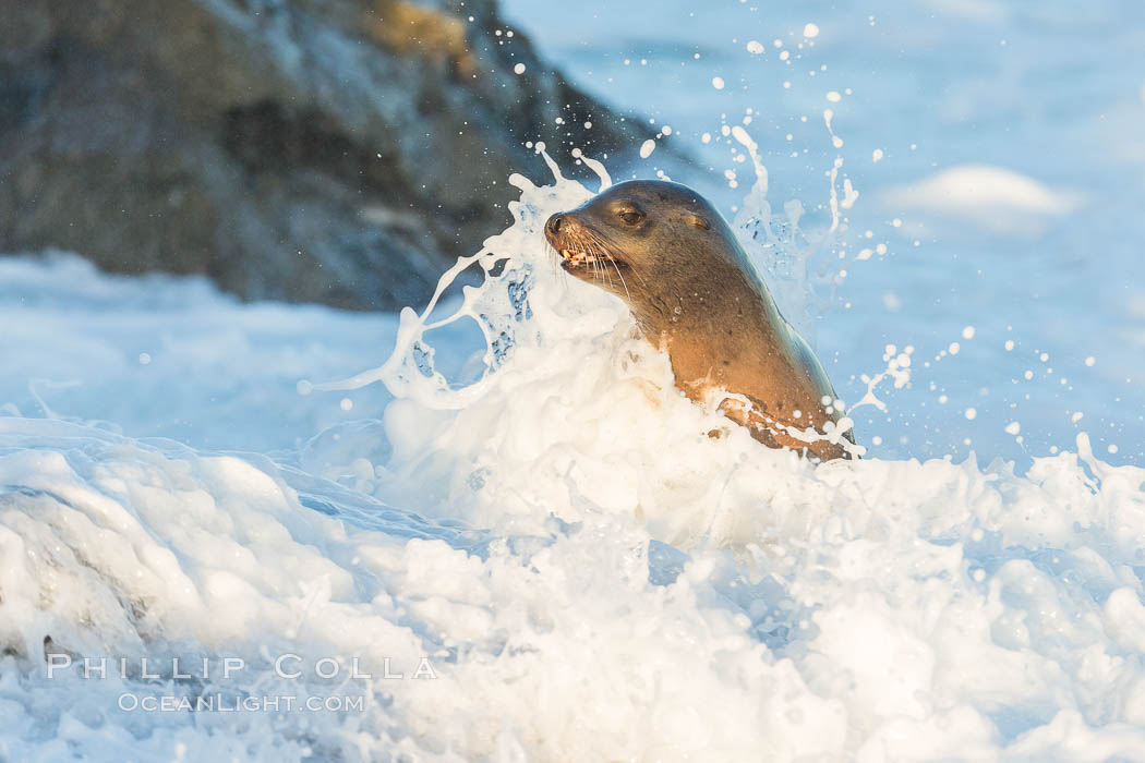 California sea lion, La Jolla. USA, Zalophus californianus, natural history stock photograph, photo id 34301