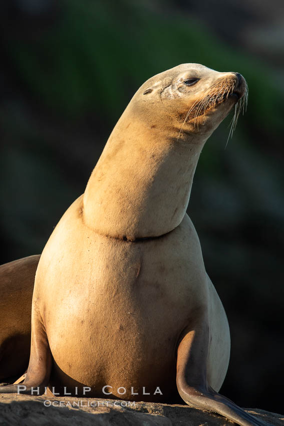 California sea lion wounded from entanglement in fishing line, La Jolla. USA, Zalophus californianus, natural history stock photograph, photo id 35161