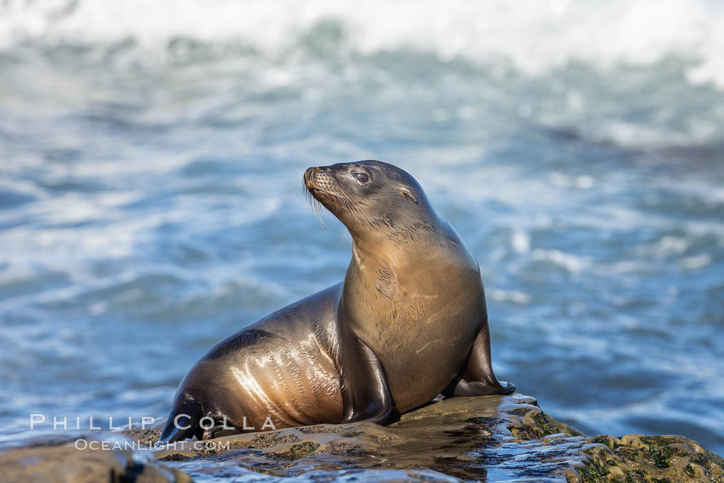 California Sea Lion, La Jolla. USA, Zalophus californianus, natural history stock photograph, photo id 36841