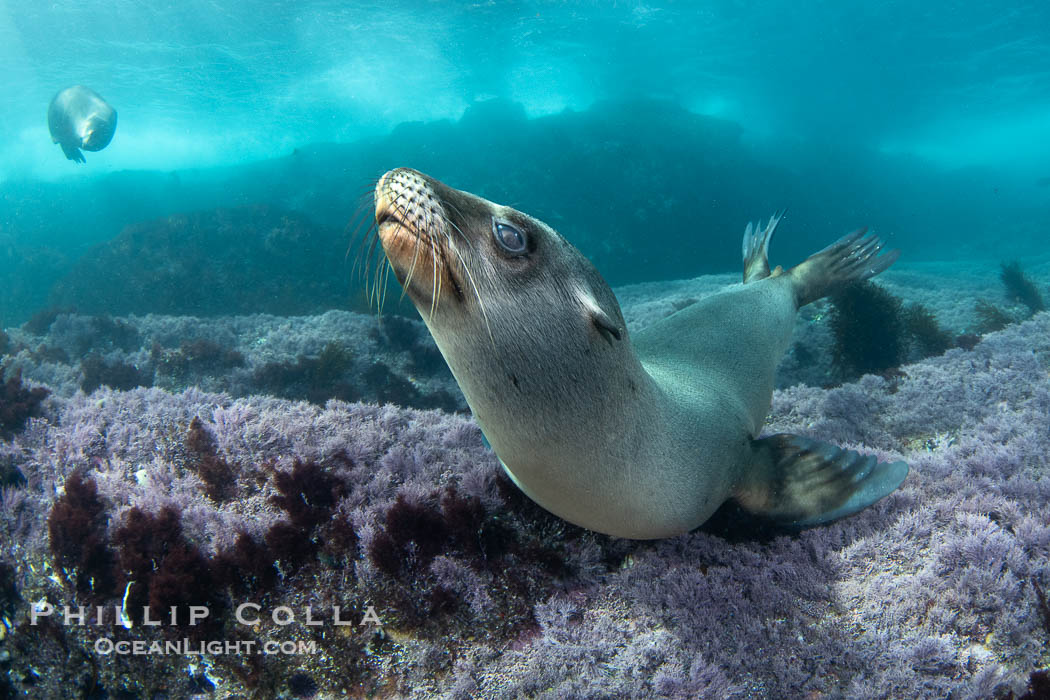 California sea lion laying on pink marine algae and eyeing the photographer, Coronado Islands, Mexico, Zalophus californianus, Coronado Islands (Islas Coronado) California sea lion laying on pink marine algae and eyeing the photographer, Coronado Islands, Mexico, Zalophus californianus, Coronado Islands (Islas Coronado)
