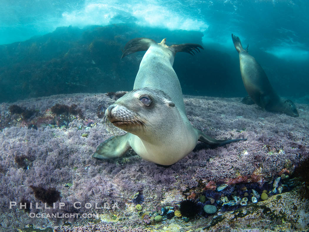 California sea lion laying on pink marine algae and eyeing the photographer, Coronado Islands, Mexico, Zalophus californianus, Coronado Islands (Islas Coronado) California sea lion laying on pink marine algae and eyeing the photographer, Coronado Islands, Mexico, Zalophus californianus, Coronado Islands (Islas Coronado)
