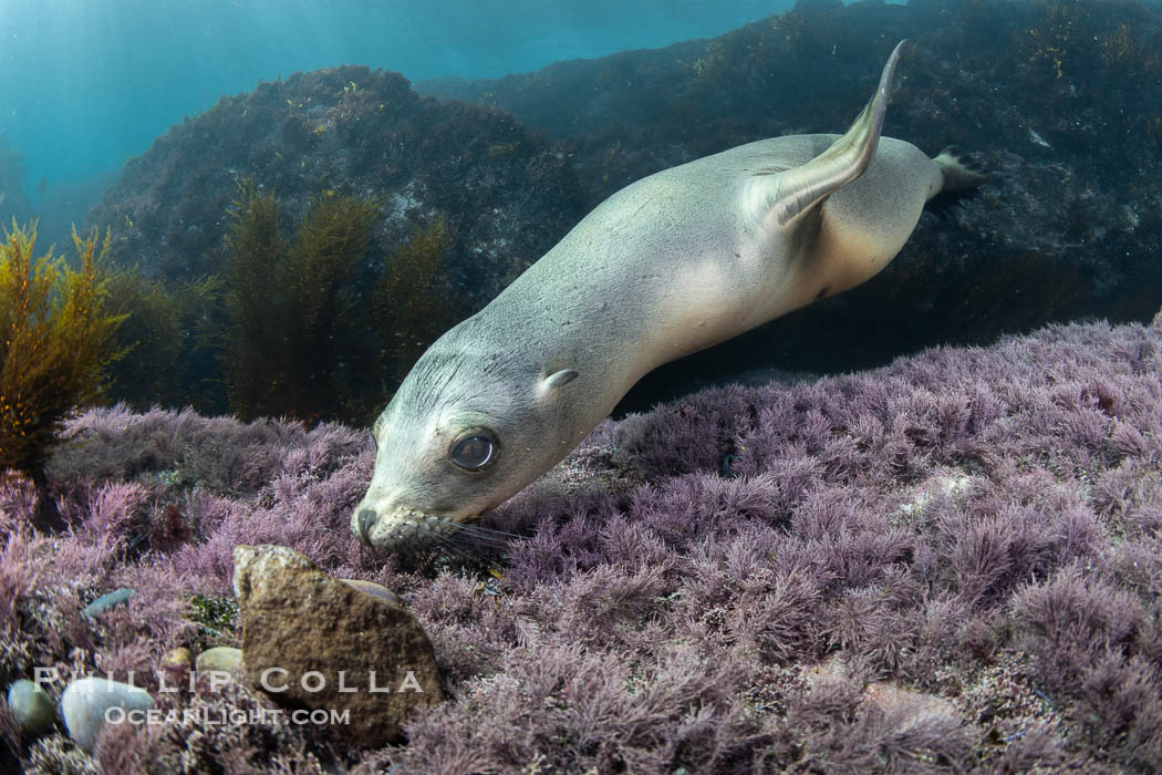 California sea lion laying on pink marine algae and eyeing the photographer, Coronado Islands, Mexico, Zalophus californianus, Coronado Islands (Islas Coronado) California sea lion laying on pink marine algae and eyeing the photographer, Coronado Islands, Mexico, Zalophus californianus, Coronado Islands (Islas Coronado)