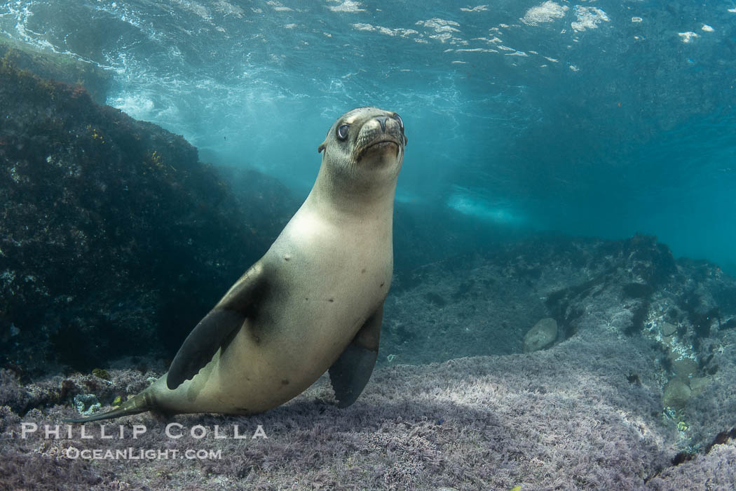 California sea lion laying on pink marine algae and eyeing the photographer, Coronado Islands, Mexico., Zalophus californianus, natural history stock photograph, photo id 40741