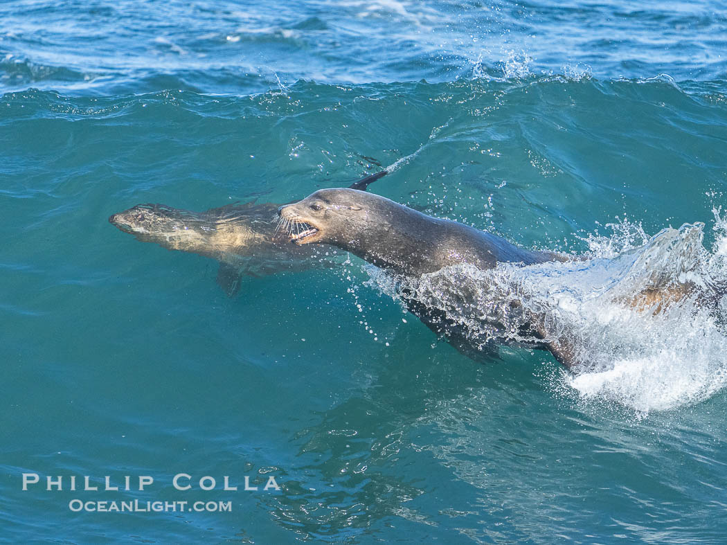 A California sea lions leap high out of the water, jumping clear of a wave while bodysurfing at Boomer Beach in La Jolla., natural history stock photograph, photo id 40826