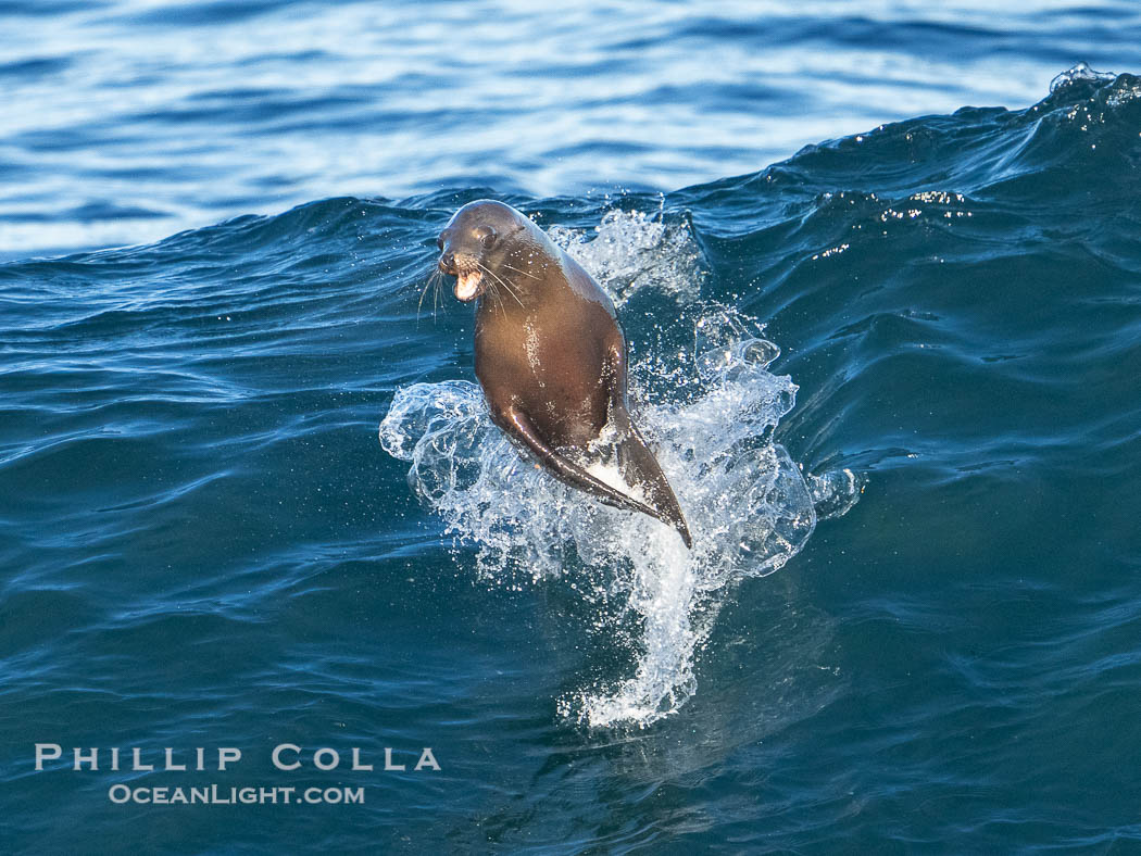 A California sea lions leap high out of the water, jumping clear of a wave while bodysurfing at Boomer Beach in La Jolla., natural history stock photograph, photo id 40829