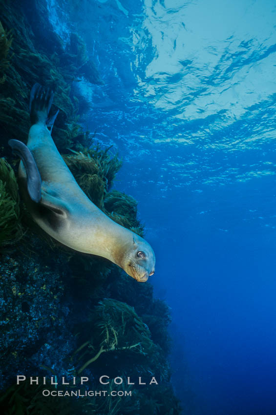 California sea lion. Guadalupe Island (Isla Guadalupe), Baja California, Mexico, Zalophus californianus, natural history stock photograph, photo id 01922