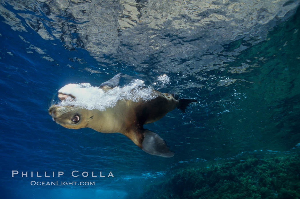 California sea lion, juvenile, bubble display. Guadalupe Island (Isla Guadalupe), Baja California, Mexico, Zalophus californianus, natural history stock photograph, photo id 01982