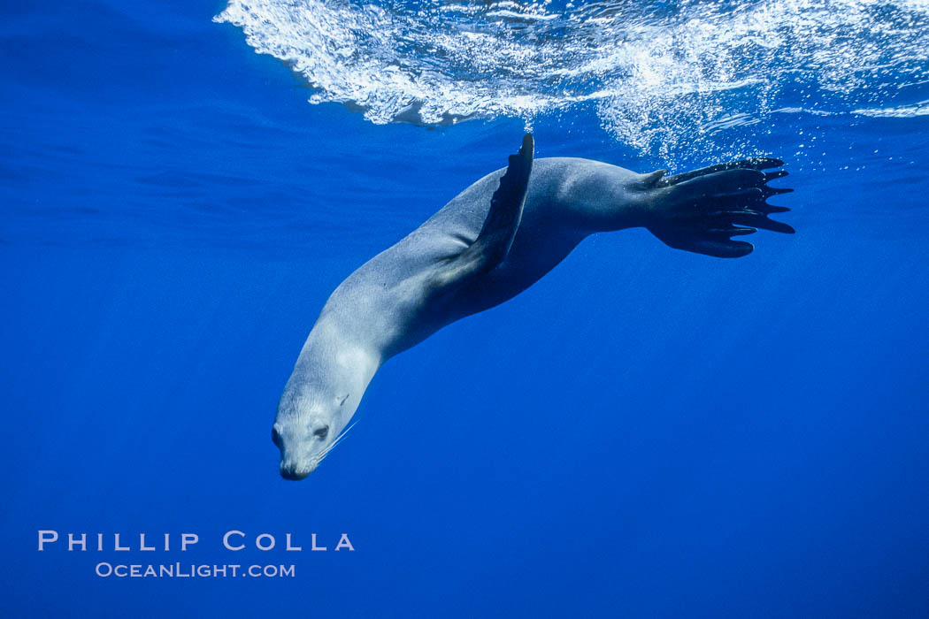 California sea lion. Guadalupe Island (Isla Guadalupe), Baja California, Mexico, Zalophus californianus, natural history stock photograph, photo id 02954