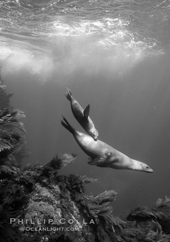 California sea lion mother and pup. Guadalupe Island (Isla Guadalupe), Baja California, Mexico, Zalophus californianus, natural history stock photograph, photo id 06134