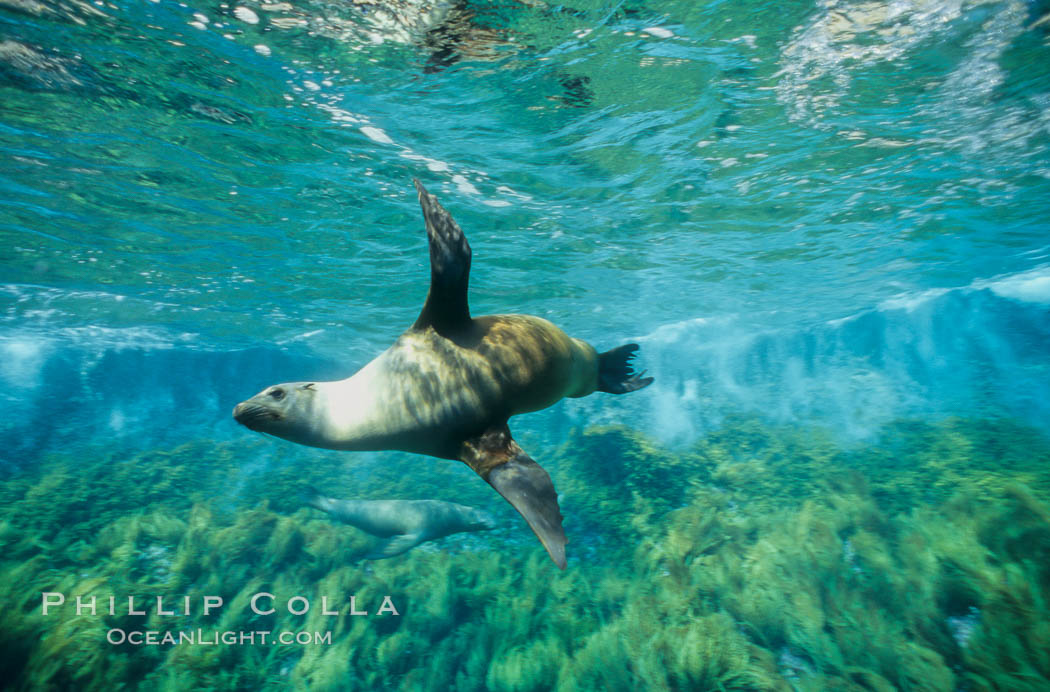 California sea lion at Guadalupe Island, wave breaking on Isla Afuera, from underwater. Guadalupe Island (Isla Guadalupe), Baja California, Mexico, Zalophus californianus, natural history stock photograph, photo id 00248