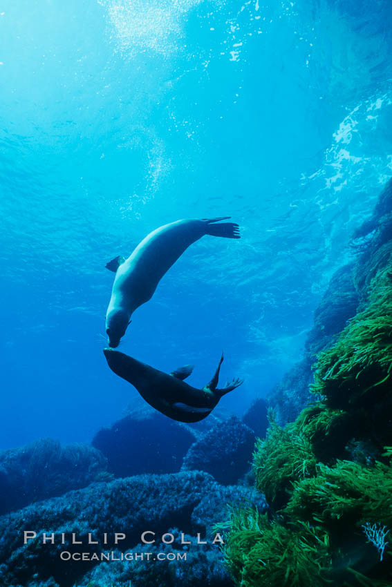 California sea lion. Guadalupe Island (Isla Guadalupe), Baja California, Mexico, Zalophus californianus, natural history stock photograph, photo id 00952