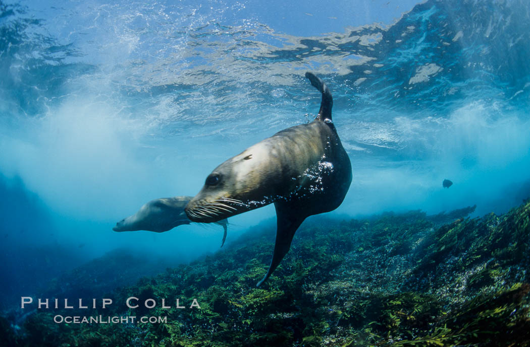 California sea lion, Coronados Islands. Coronado Islands (Islas Coronado), Baja California, Mexico, Zalophus californianus, natural history stock photograph, photo id 00956