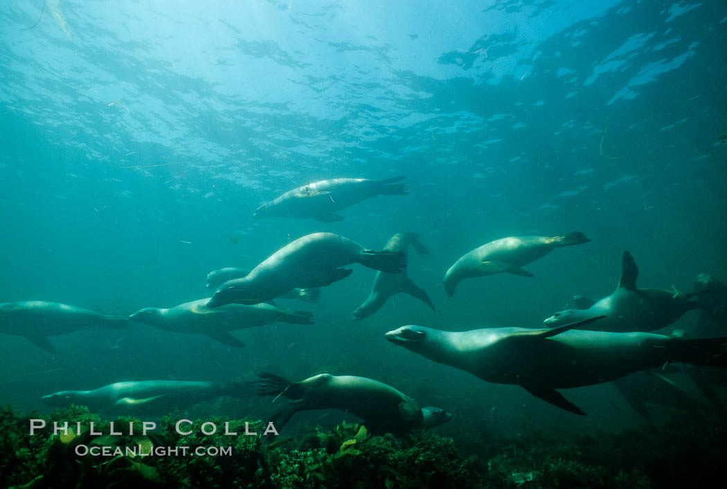 California sea lions, San Benito Islands. San Benito Islands (Islas San Benito), Baja California, Mexico, Zalophus californianus, natural history stock photograph, photo id 01288