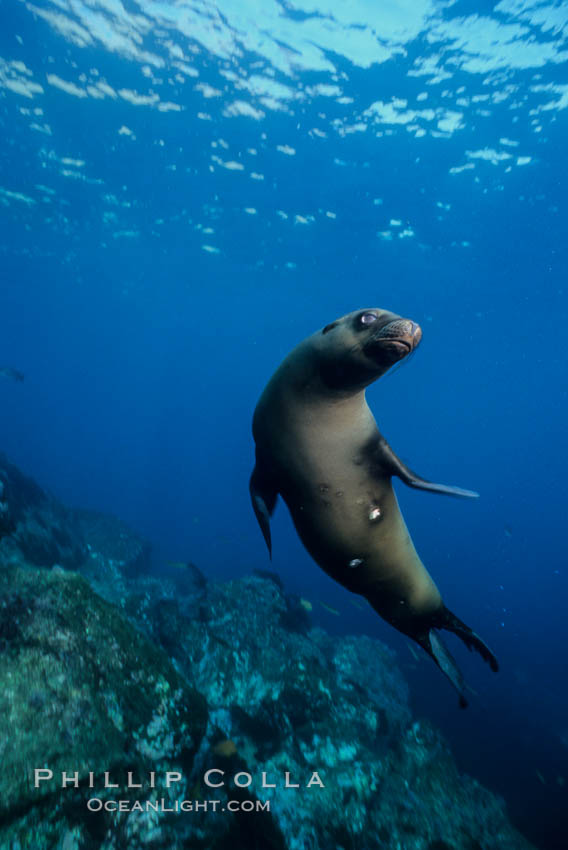 California sea lion, Coronado Islands. Coronado Islands (Islas Coronado), Baja California, Mexico, Zalophus californianus, natural history stock photograph, photo id 02148