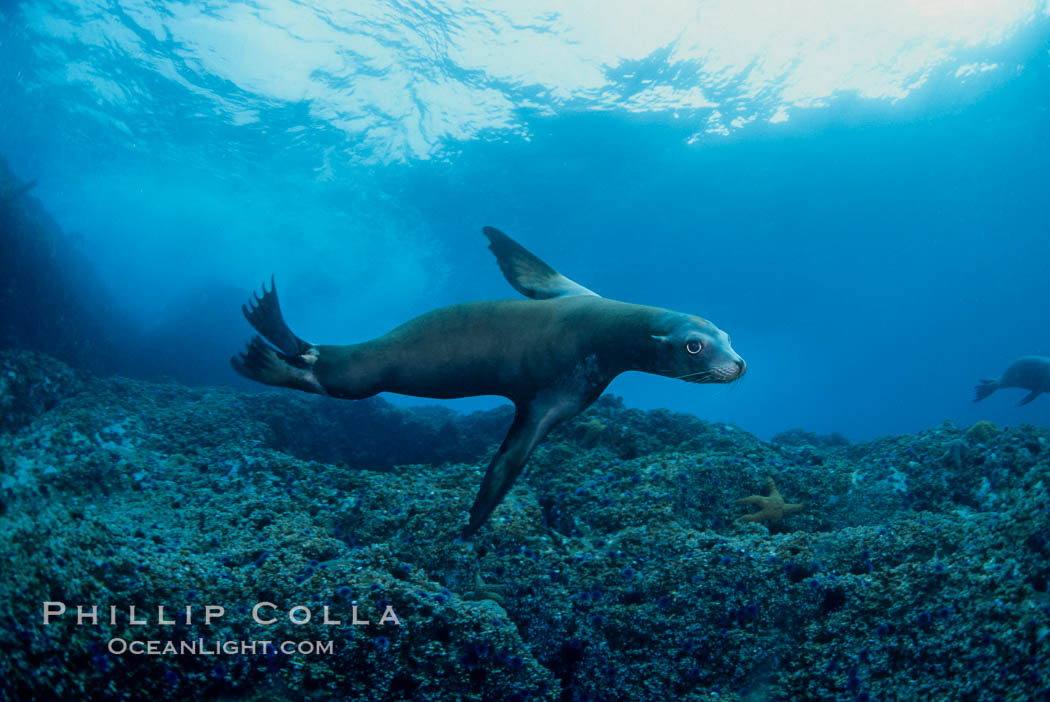 California sea lion, Coronado Islands. Coronado Islands (Islas Coronado), Baja California, Mexico, Zalophus californianus, natural history stock photograph, photo id 02944