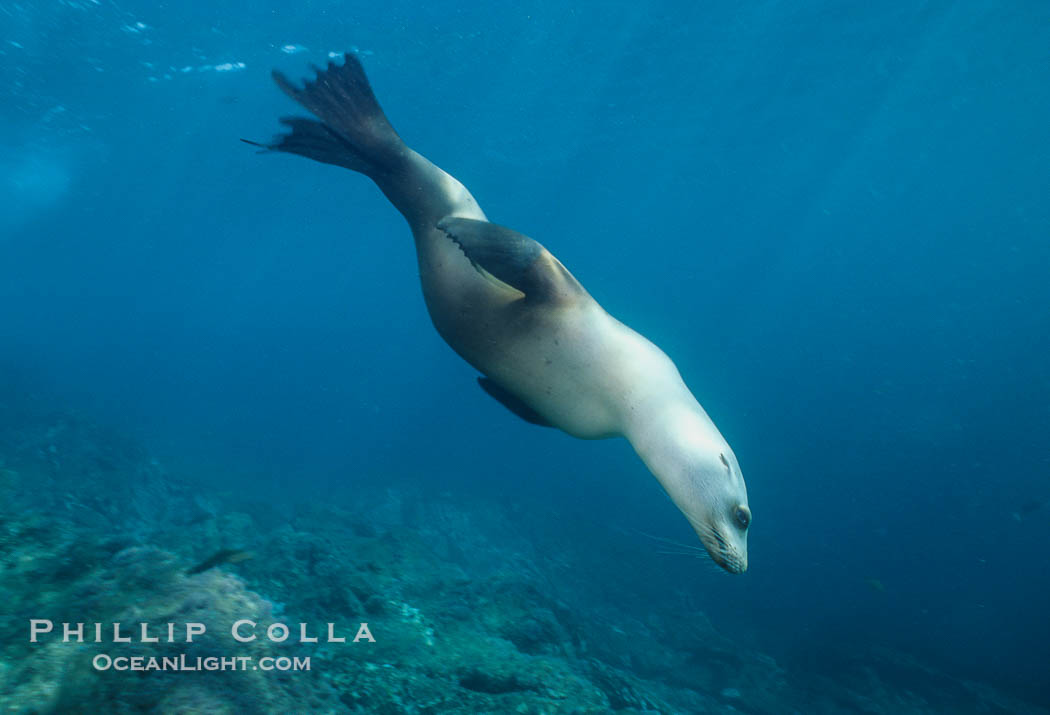 California sea lion, Coronado Islands., Zalophus californianus, natural history stock photograph, photo id 02948