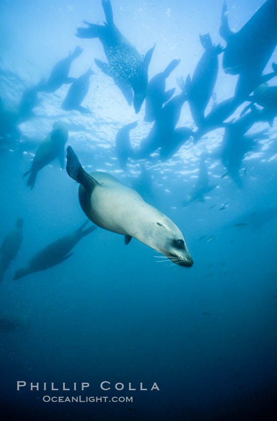 California sea lion. Guadalupe Island (Isla Guadalupe), Baja California, Mexico, Zalophus californianus, natural history stock photograph, photo id 02956