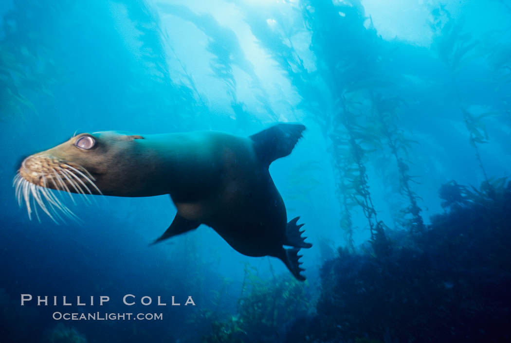 California sea lion, San Benito Islands. San Benito Islands (Islas San Benito), Baja California, Mexico, Zalophus californianus, natural history stock photograph, photo id 02968