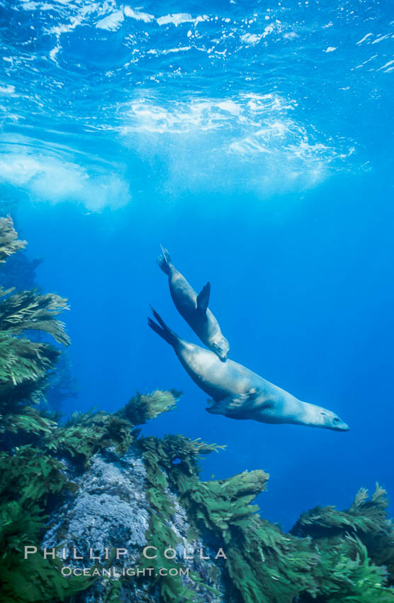 California sea lion mother and pup swimming over kelp-covered reef at the base of Isla Afuera, Guadalupe Island, Mexico. Guadalupe Island (Isla Guadalupe), Baja California, Zalophus californianus, natural history stock photograph, photo id 02976