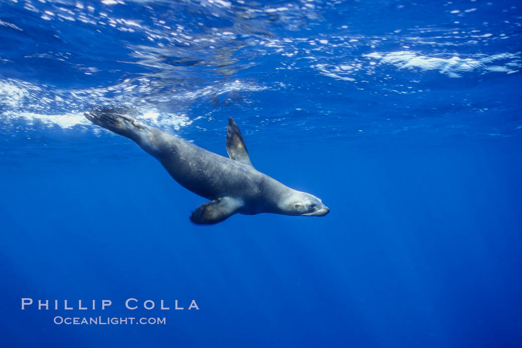 California sea lion. Guadalupe Island (Isla Guadalupe), Baja California, Mexico, Zalophus californianus, natural history stock photograph, photo id 03088