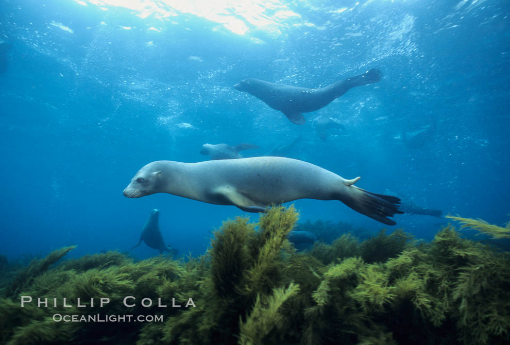 California sea lion, Islas San Benito. San Benito Islands (Islas San Benito), Baja California, Mexico, Zalophus californianus, natural history stock photograph, photo id 03096