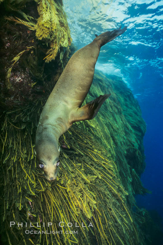California sea lion. Guadalupe Island (Isla Guadalupe), Baja California, Mexico, Zalophus californianus, natural history stock photograph, photo id 00259