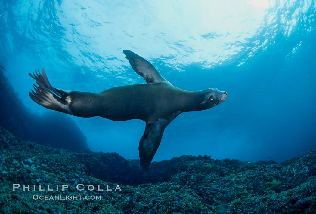 California sea lion, Coronado Islands. Coronado Islands (Islas Coronado), Baja California, Mexico, Zalophus californianus, natural history stock photograph, photo id 01923