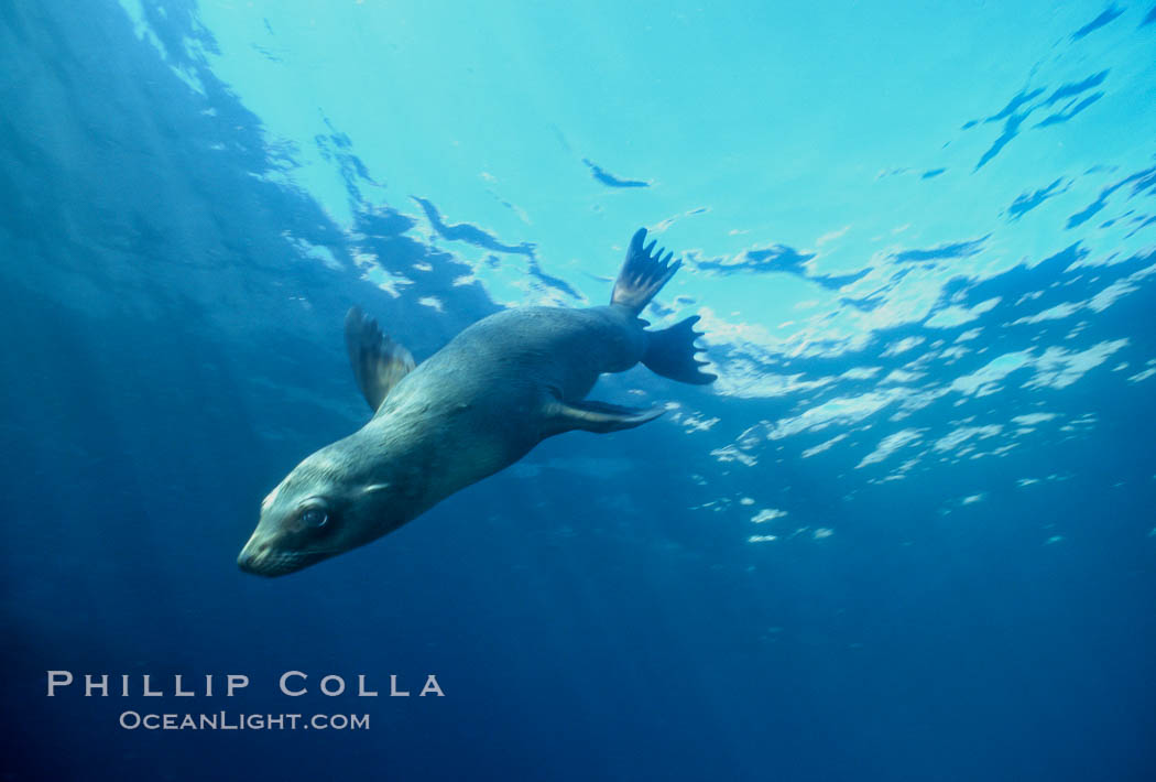 California sea lion, Coronado Islands. Coronado Islands (Islas Coronado), Baja California, Mexico, Zalophus californianus, natural history stock photograph, photo id 02147