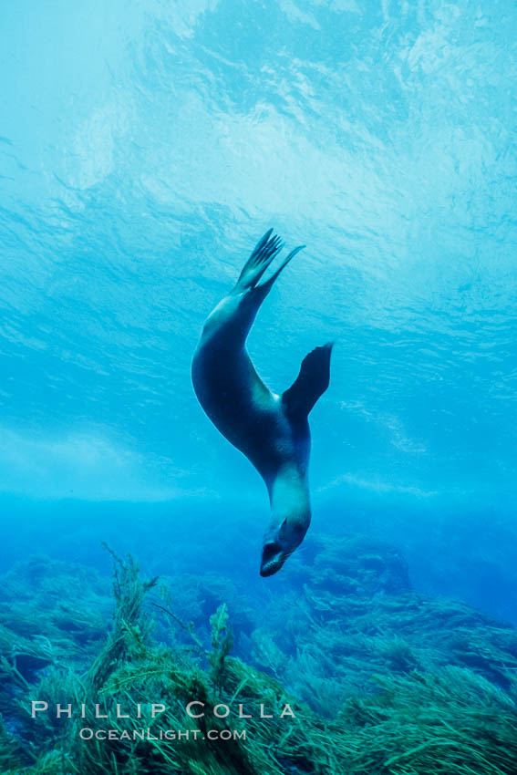 California sea lion. Guadalupe Island (Isla Guadalupe), Baja California, Mexico, Zalophus californianus, natural history stock photograph, photo id 02947