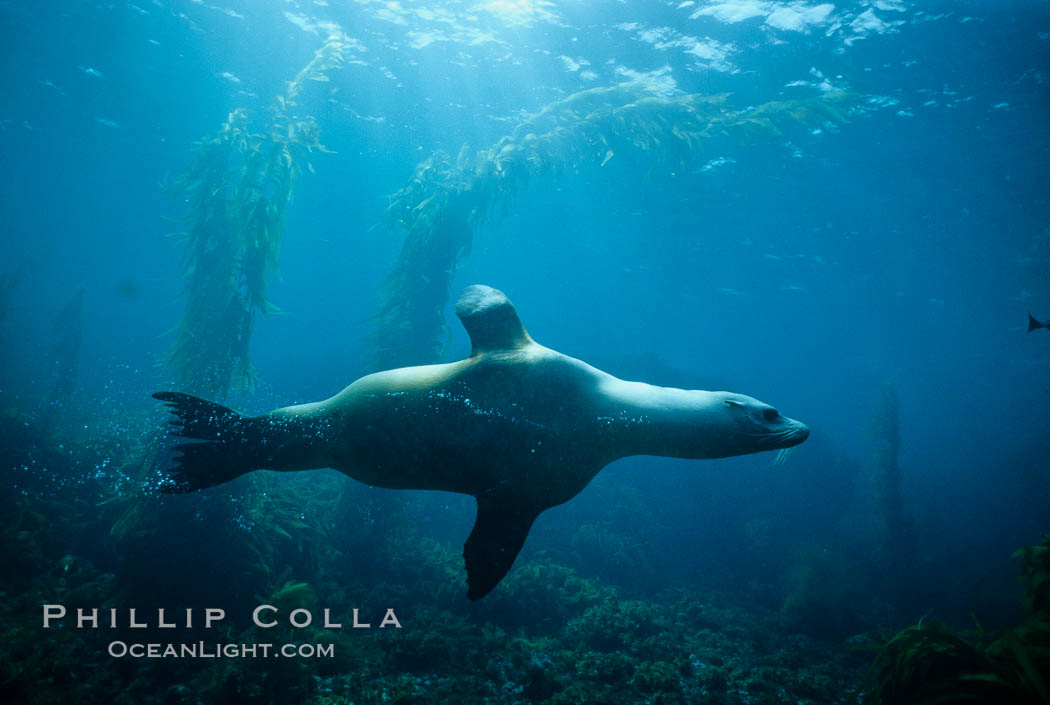 California sea lion, San Benito Islands. San Benito Islands (Islas San Benito), Baja California, Mexico, Zalophus californianus, natural history stock photograph, photo id 02967