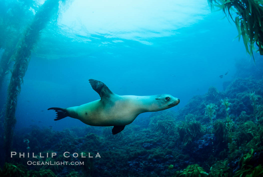 California sea lion, San Benito Islands. San Benito Islands (Islas San Benito), Baja California, Mexico, Zalophus californianus, natural history stock photograph, photo id 02979