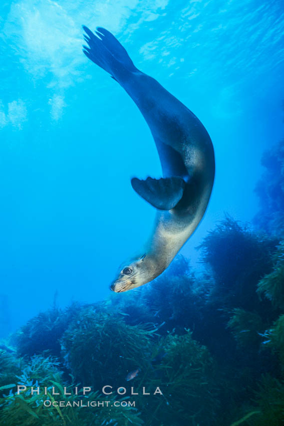 California sea lion. Guadalupe Island (Isla Guadalupe), Baja California, Mexico, Zalophus californianus, natural history stock photograph, photo id 03091