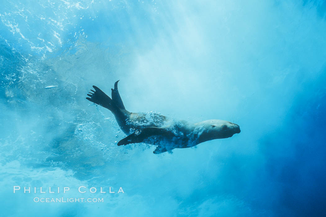 California sea lion surfing under breaking wave. Guadalupe Island (Isla Guadalupe), Baja California, Mexico, Zalophus californianus, natural history stock photograph, photo id 02945